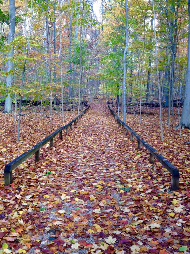 leaves - inniswood - 2015