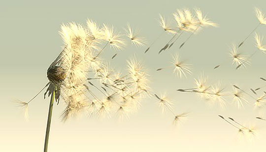 dandelion in wind