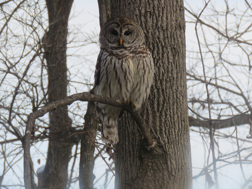 owl through window