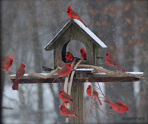cardinals1 - by Marti